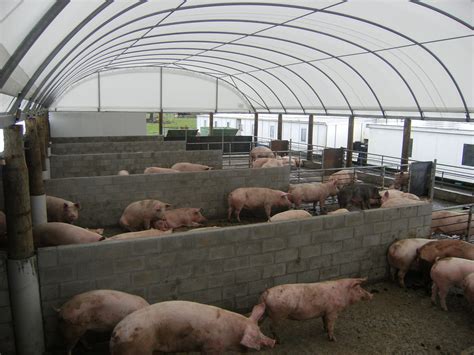 pig housing ideas